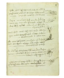 Codex über den Vogelflug, Folio 8 recto